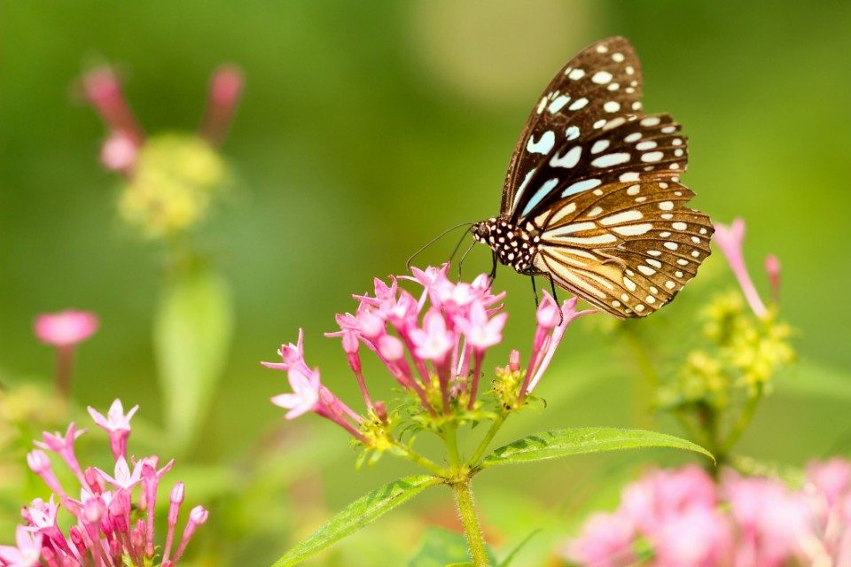 hình ảnh mùa xuân đẹp nhất