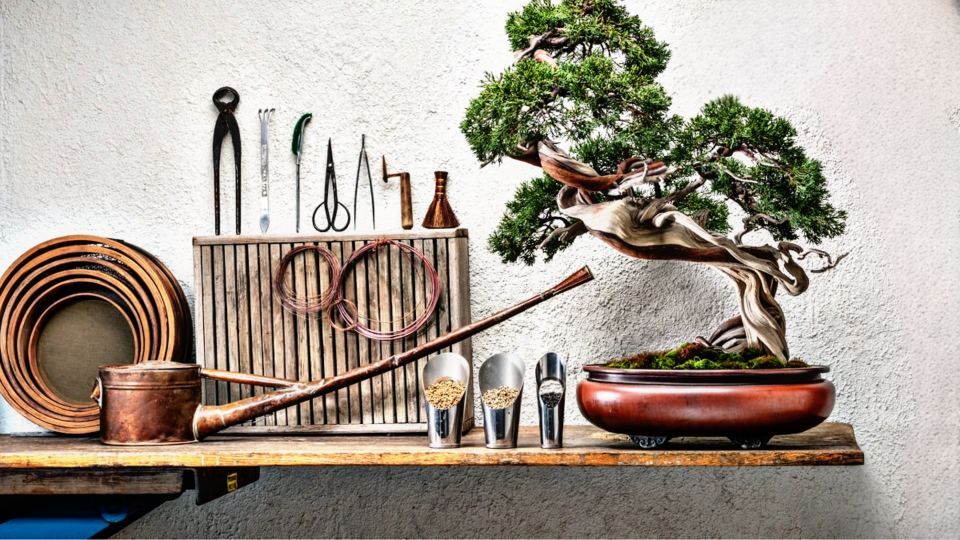 dụng cụ cắt tỉa cây cảnh bonsai